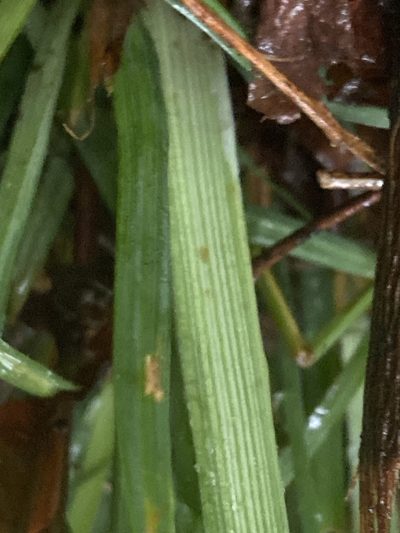 Carex radfordii, photographed by Alan Weakley