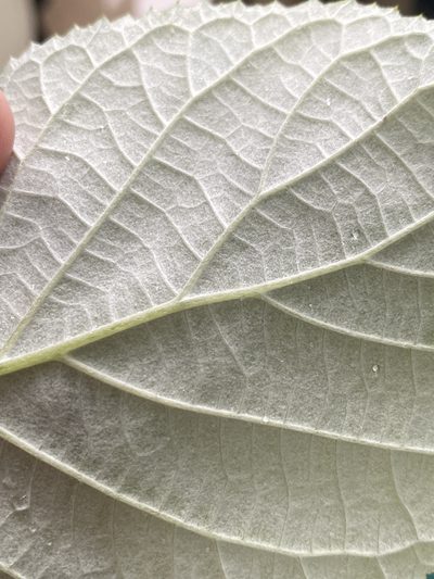 Hydrangea radiata, photographed by Alan Weakley