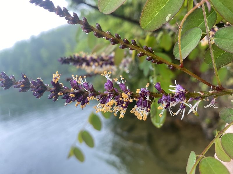 Amorpha glabra, photographed by Alan Weakley