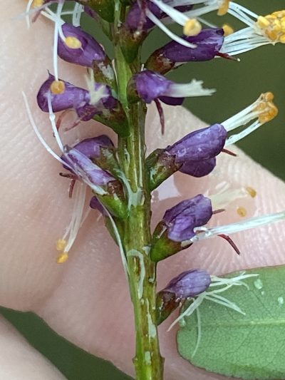 Amorpha glabra, photographed by Alan Weakley