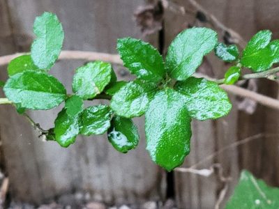 Bernardia myricifolia, photographed by johnyochum