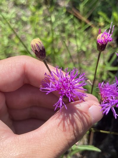 Vernonia blodgettii, photographed by brycelee