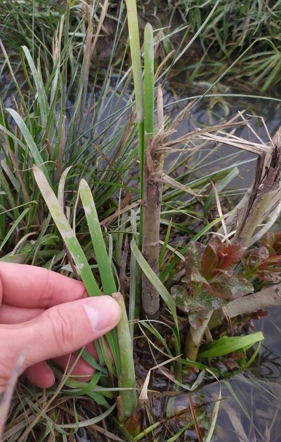 Typha shuttleworthii, photographed by carnifex