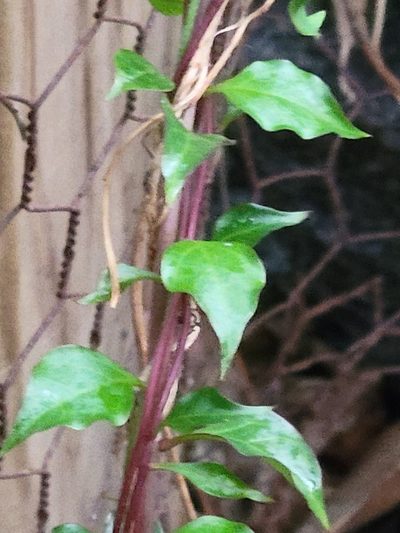 Anredera vesicaria, photographed by johnyochum