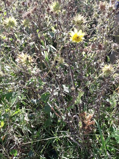 Berkheya erysithales, photographed by Janet Gates