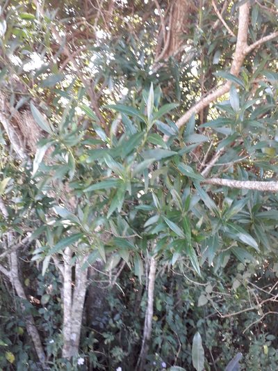 Pavetta lanceolata, photographed by Janet Gates