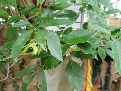 Fraxinus berlandieriana, photographed by johnyochum