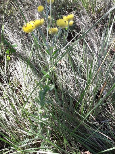 Helichrysum decorum, photographed by Janet Gates