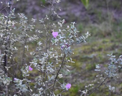 Podalyria myrtillifolia, photographed by Justin Ponder