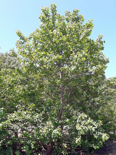 Alnus subcordata, photographed by ㅤ‌