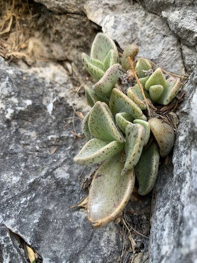 Lenophyllum guttatum, photographed by Kenzie Anderson-Bell