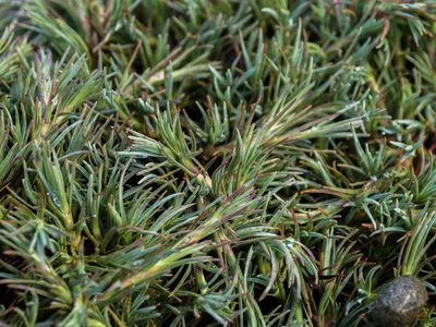 Dracophyllum kirkii, photographed by Cara-Lisa Schloots