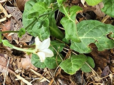 Nicotiana repanda, photographed by johnyochum