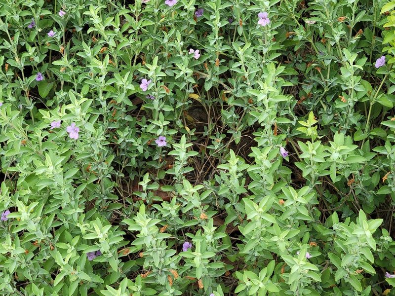 Dyschoriste crenulata, photographed by johnyochum