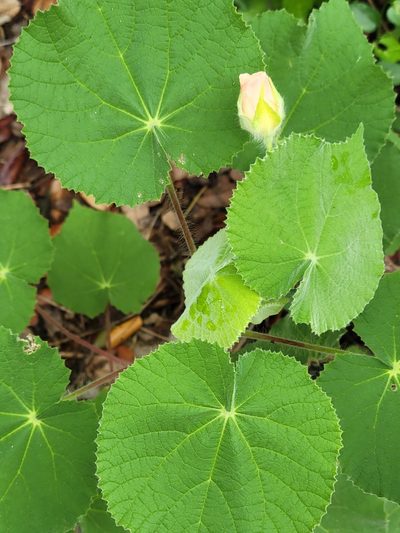 Abutilon hulseanum, photographed by johnyochum
