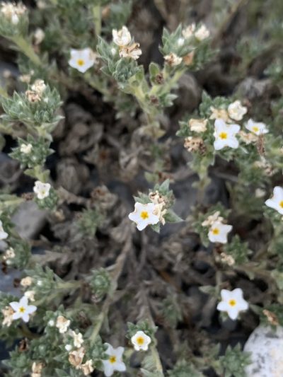 Euploca confertifolia, photographed by Kenzie Anderson-Bell