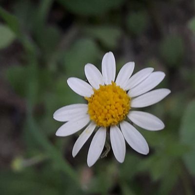 Dichaetophora campestris, photographed by José Gerardo Velasco
