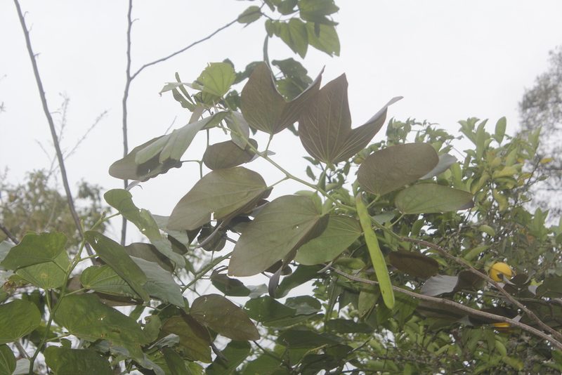 Bauhinia chapulhuacania, photographed by Juan Cruzado Cortés