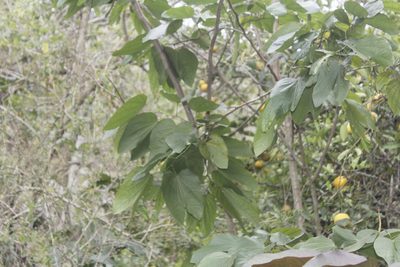 Bauhinia chapulhuacania, photographed by Juan Cruzado Cortés