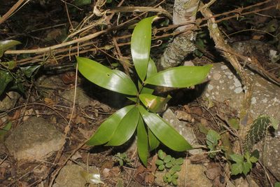 Ceratozamia latifolia, photographed by Juan Cruzado Cortés