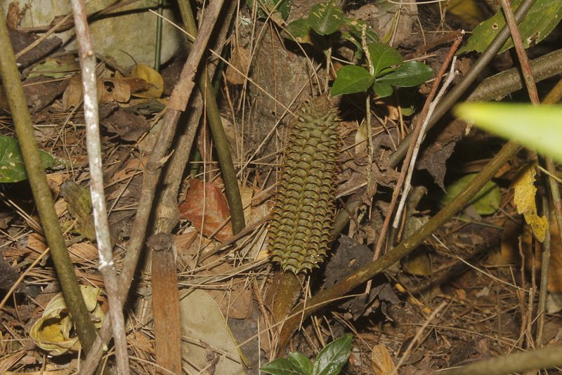 Ceratozamia latifolia, photographed by Juan Cruzado Cortés