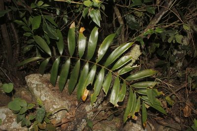 Ceratozamia latifolia, photographed by Juan Cruzado Cortés