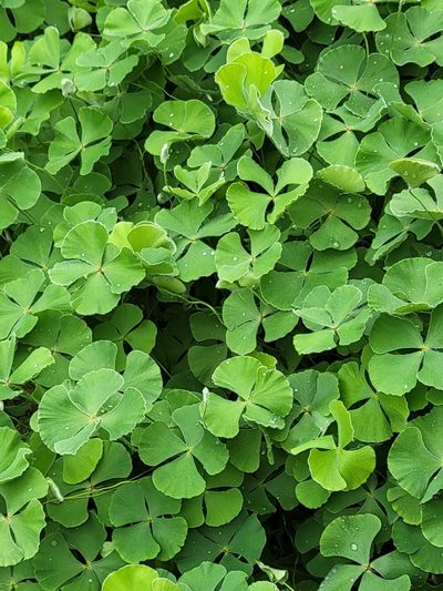 Marsilea macropoda, photographed by johnyochum