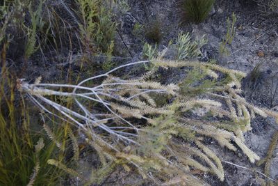 Melaleuca diosmifolia, photographed by Tony Rebelo