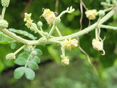 Mimosa malacophylla, photographed by johnyochum