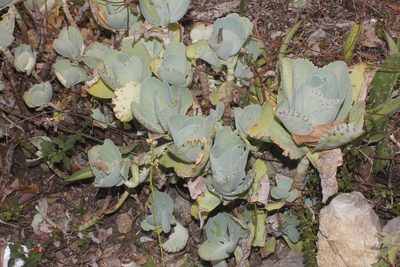 Kalanchoe marmorata, photographed by Juan Cruzado Cortés