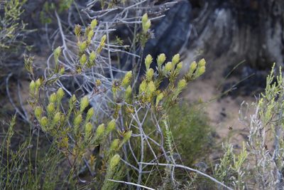 Phylica plumosa, photographed by Tony Rebelo