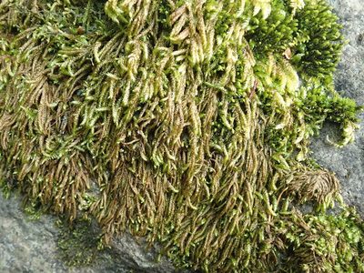 Scleropodium obtusifolium, photographed by Randal