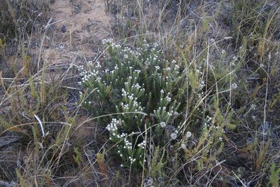Phylica ericoides, photographed by Tony Rebelo