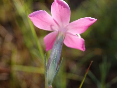 Dianthus laricifolius, photographed by Carminda Santos
