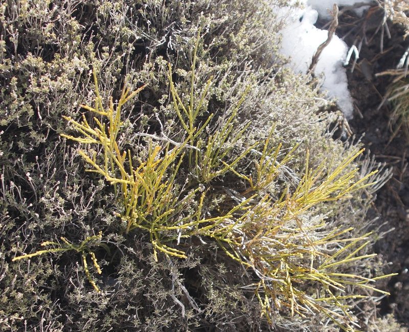 Cytisus balansae, photographed by przese