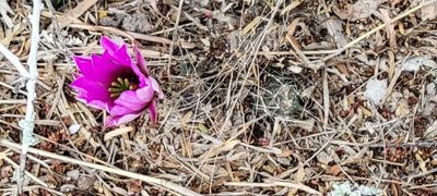 Echinocereus berlandieri, photographed by johnyochum