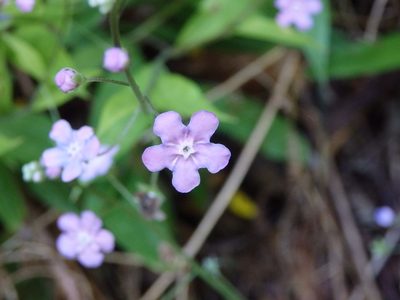 Omphalodes nitida, photographed by Carminda Santos