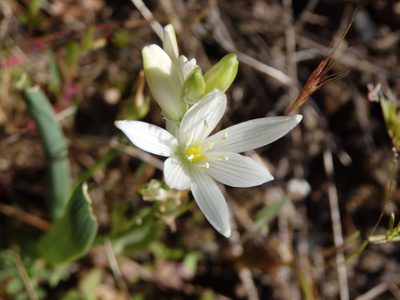 Cathissa concinna, photographed by Carminda Santos