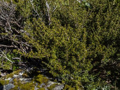 Coprosma pseudocuneata, photographed by Cara-Lisa Schloots