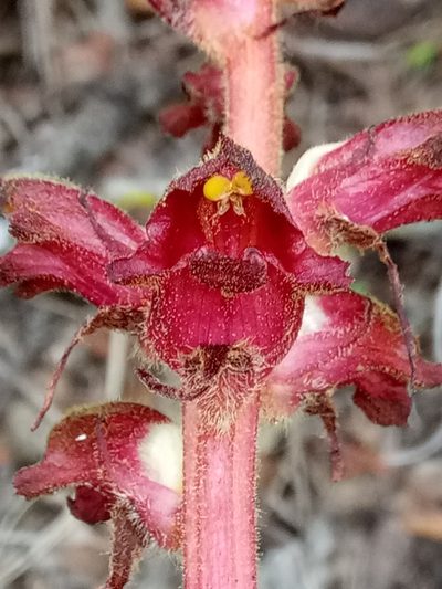 Orobanche variegata, photographed by Karim Haddad