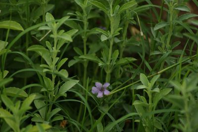Dyschoriste crenulata, photographed by Center for Urban Ecology