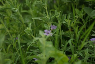 Dyschoriste crenulata, photographed by Center for Urban Ecology