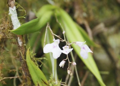 Ionopsis utricularioides, photographed by John G. Phillips