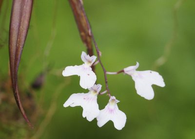 Ionopsis utricularioides, photographed by John G. Phillips