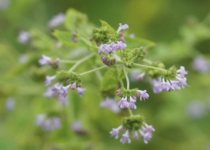 Mesosphaerum sidifolium, photographed by John G. Phillips