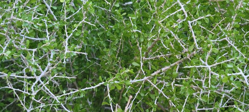 Schaefferia cuneifolia, photographed by johnyochum