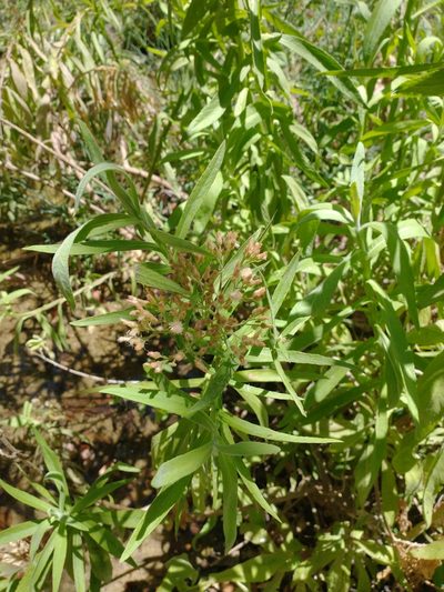 Pluchea salicifolia, photographed by Juan Cruzado Cortés