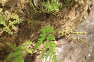 Anemia adiantifolia, photographed by Brian Oakes Haiti Hunter