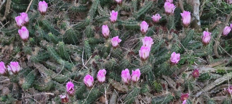 Echinocereus berlandieri, photographed by johnyochum