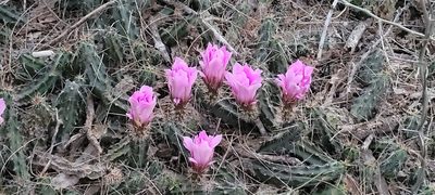 Echinocereus berlandieri, photographed by johnyochum